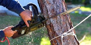 Best Stump Grinding and Removal  in Washington Mills, NY