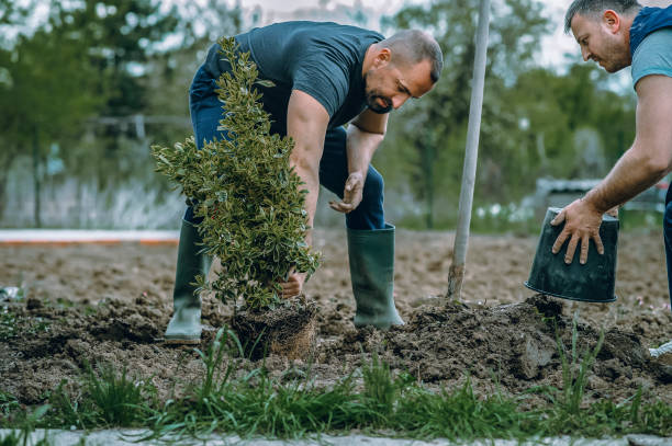 Reliable Washington Mills, NY Tree Services Solutions