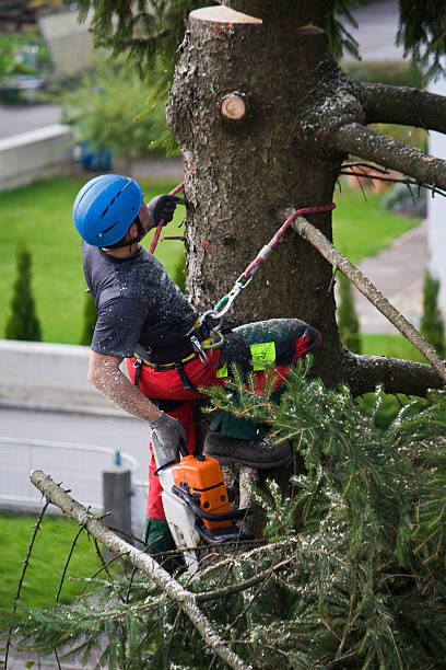 Best Utility Line Clearance  in Washington Mills, NY