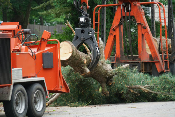 Best Tree Cabling and Bracing  in Washington Mills, NY