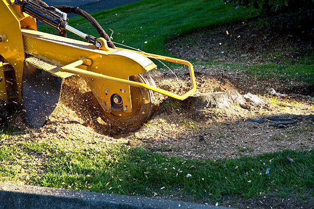How Our Tree Care Process Works  in  Washington Mills, NY